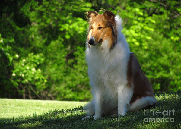 Dog Poster featuring the photograph Collie Overlook by Deborah Johnson