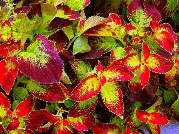 Photography Poster featuring the photograph 'Colorful Coleus' by Liza Dey