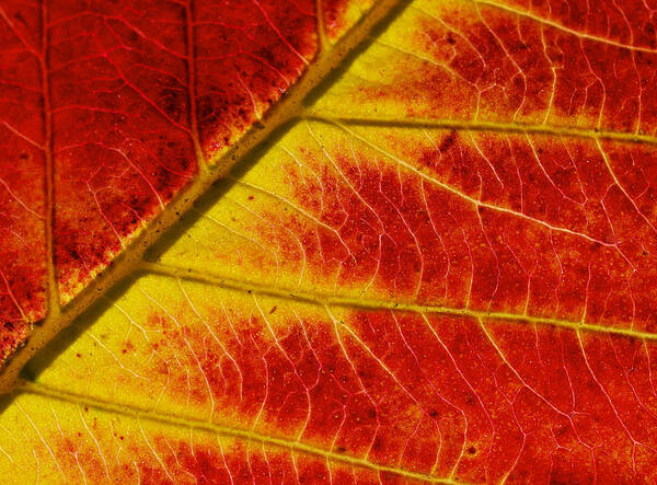 Red Poster featuring the photograph Colors Of Autumn by Meir Ezrachi