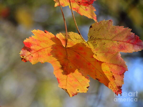 Fall Foliage Poster featuring the photograph Colors of Autumn VII by Lili Feinstein