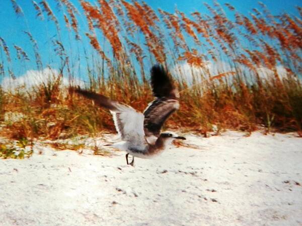 #seagull I Caught Coming In For A Very #windy Poster featuring the photograph Windy Seagull Landing by Belinda Lee