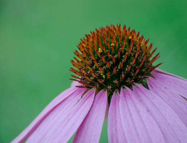 Cone Flower Poster featuring the photograph Cone Flower by Jennifer Kano