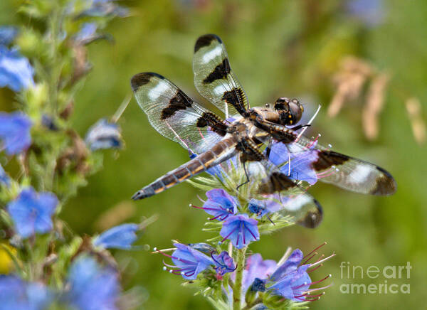 Dragonfly Poster featuring the photograph Contrasting Beauty by Cheryl Baxter