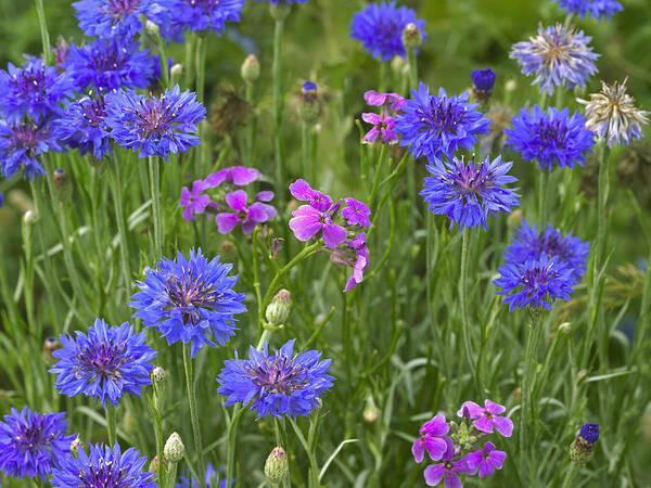 00176049 Poster featuring the photograph Cornflower Centaurea Cyanus And Pointed by Tim Fitzharris