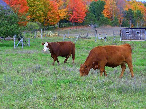 Cows Poster featuring the photograph Cow Pasture by Kathleen Luther