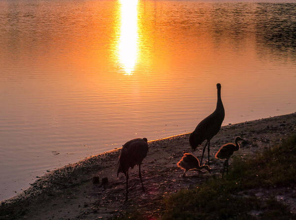 Sandhill Cranes Poster featuring the photograph Cranes at sunset by Zina Stromberg
