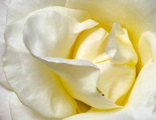 Rose Poster featuring the photograph Creamy Rose by Georgette Grossman