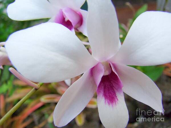 Creamy White Poster featuring the photograph Creamy White and Hot Pink Orchid by Mary Deal