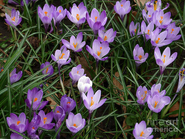 Crocus Poster featuring the photograph Crocus Flowers - Early Spring by Phil Banks