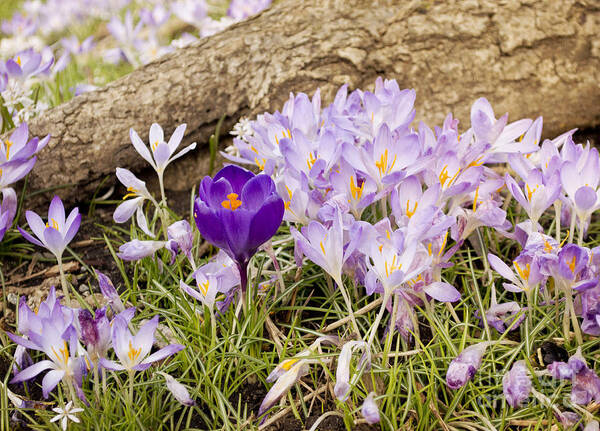 Crocus Poster featuring the photograph Crocus Garden in Spring by Maria Janicki