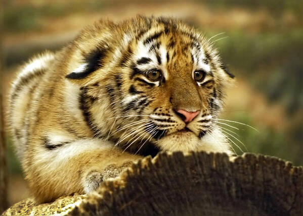 Amur Tiger Poster featuring the photograph Crouching Cub by Leda Robertson