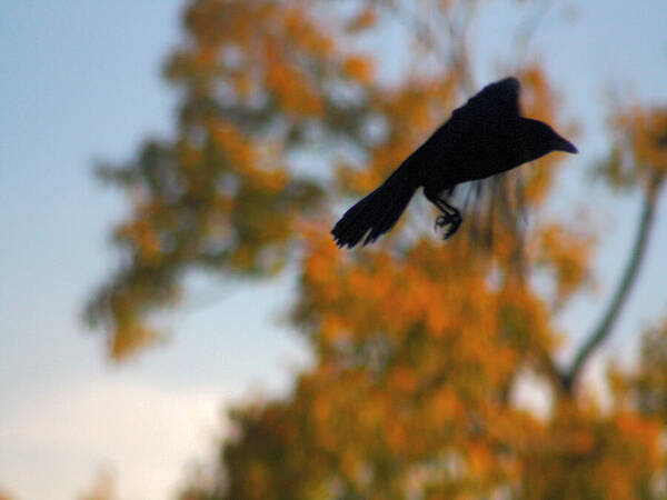 Crow In Fall Poster featuring the photograph Crow In Flight 3 by Gothicrow Images