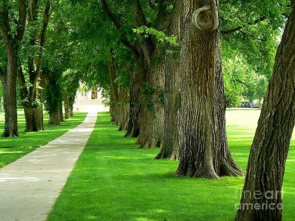 Trees Poster featuring the photograph CSU Tree Path by Rincon Road Photography