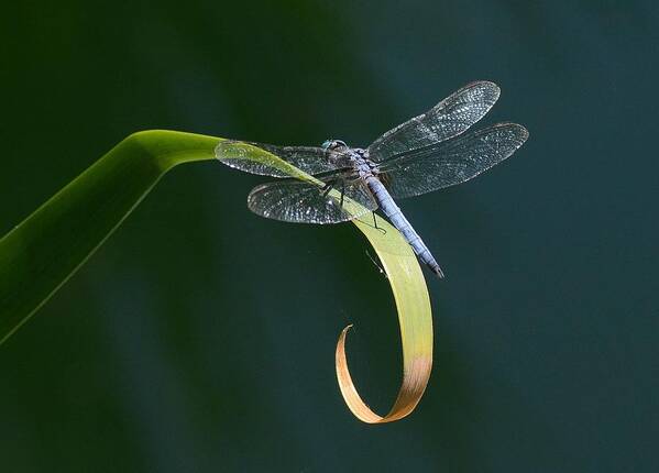 Blue Dasher Dragonfly Poster featuring the photograph Curves by Fraida Gutovich