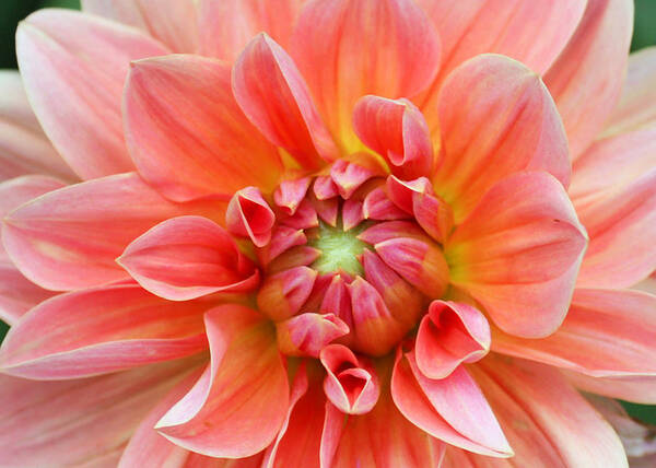 Flora Poster featuring the photograph Dahlia 2 by Gerry Bates