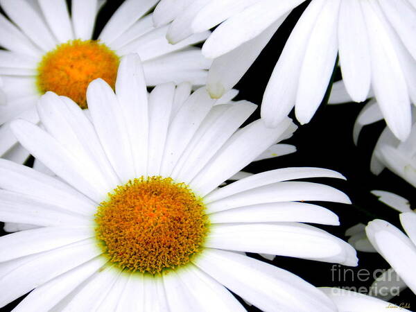 Art Poster featuring the photograph Daisies by Linda Galok