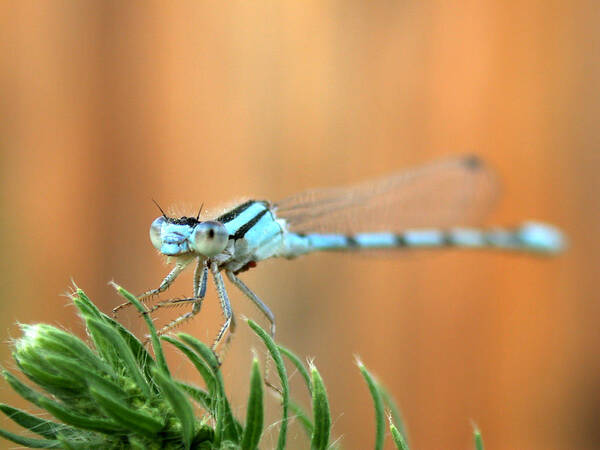 Damselfly Poster featuring the photograph Damselfly by Shane Bechler
