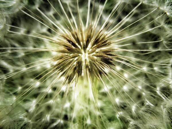 Dandelion Poster featuring the photograph Dandelion Seeds by Marianna Mills