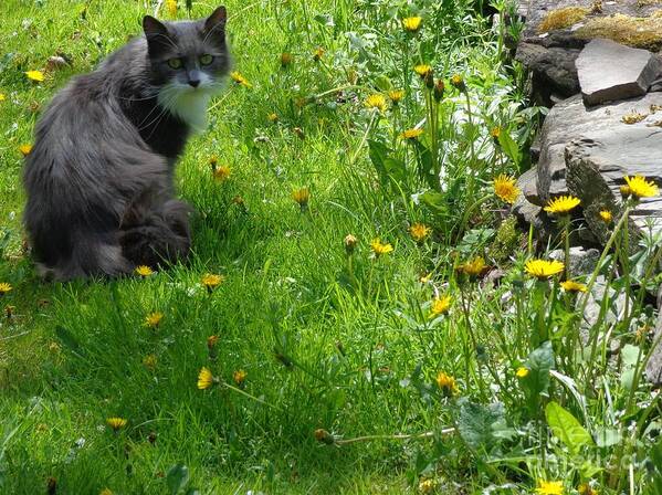 Cat Poster featuring the photograph Dandy Lion Cat by Christina Verdgeline