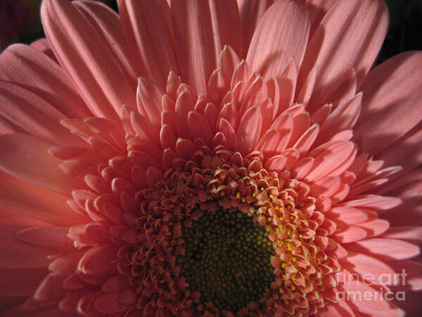 Flower Poster featuring the photograph Dark Radiance by Ann Horn
