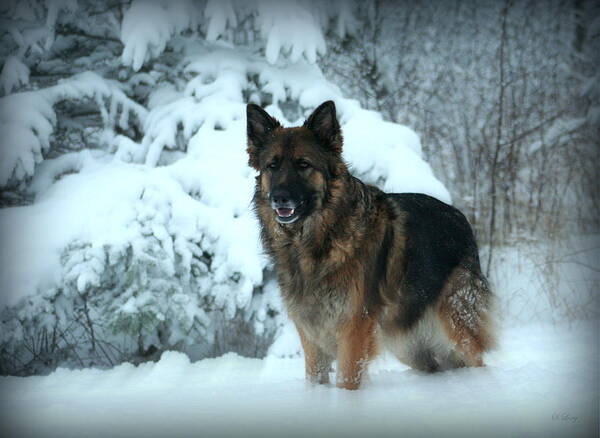 German Shepherd Dog Poster featuring the photograph Dawn's First Light by Sue Long