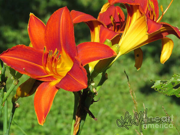 Day Lily Poster featuring the photograph Day Lily 3 by Linda L Martin