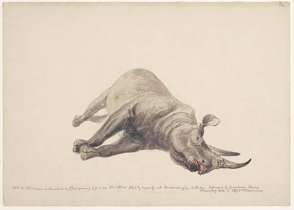 19th Century Poster featuring the photograph Dead black rhinoceros, artwork by Science Photo Library