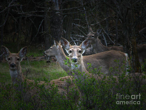 Art For The Wall...patzer Photography Poster featuring the photograph Deer Family by Greg Patzer