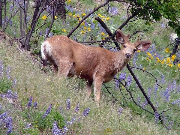 Deer Poster featuring the photograph Deer in Wildflowers by Athena Mckinzie