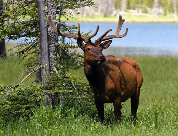 Deer Poster featuring the photograph Deer by Yue Wang