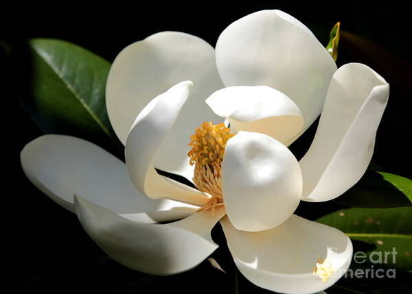 Magnolia Poster featuring the photograph Delicate Magnolia by Carol Groenen