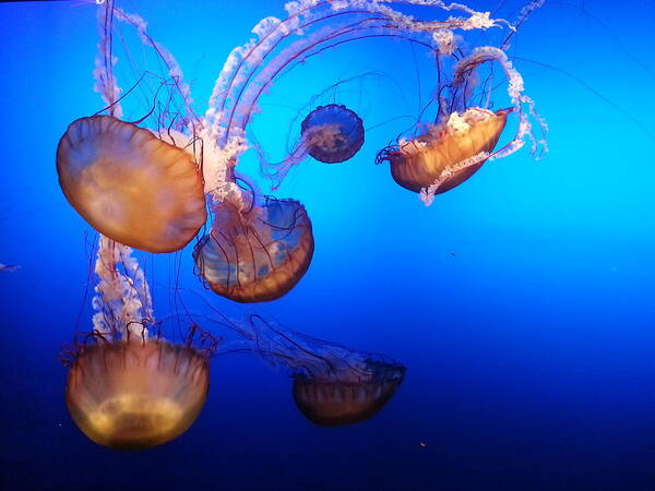 Jellyfish Poster featuring the photograph Delicate Waltz by Caryl J Bohn