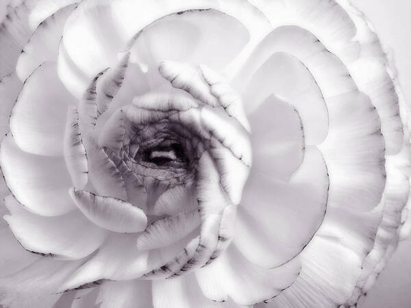 All Poster featuring the photograph Delicate - White Rose Flower Photograph by Nadja Drieling - Flower- Garden and Nature Photography - Art Shop