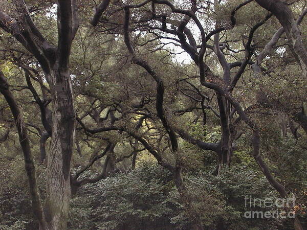 Forest Poster featuring the photograph Descanso Oaks 3 by Laura Hamill