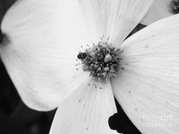 Flower Poster featuring the photograph Dogwood Black and White 2 by Andrea Anderegg