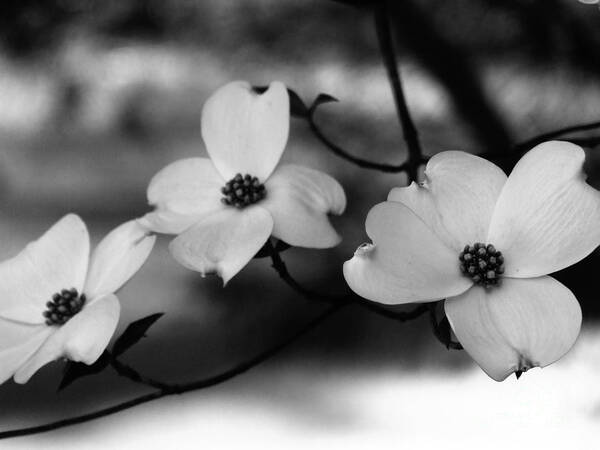 Dogwood Poster featuring the photograph Dogwood Black and White by Andrea Anderegg