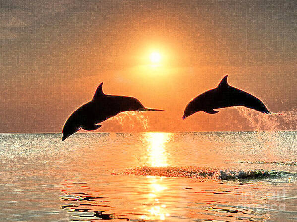 Dolpin Poster featuring the photograph Dolphin Golden Sunset by Jennifer Cadence Spalding