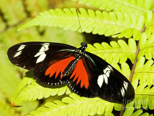 Nature Poster featuring the photograph Doris Longwing Butterfly by Millard H. Sharp