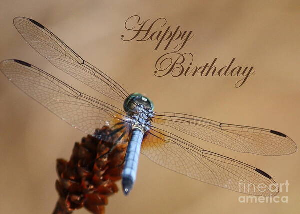 Birthday Card Poster featuring the photograph Dragonfly Birthday Card by Carol Groenen