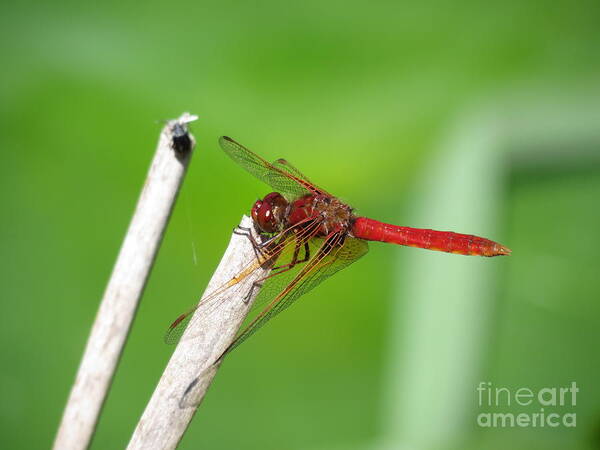 Dragonfly Poster featuring the photograph Dragonfly by Gayle Swigart