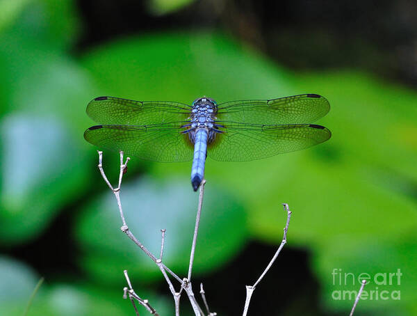 Dragonfly Poster featuring the photograph Dragonfly Water Lily - Blue Dragonfly at Rest over Water Lilies by Wayne Nielsen