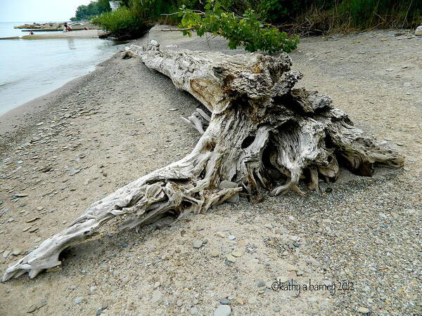 Flowers Poster featuring the photograph Driftwood at Lake Erie by Kathy Barney