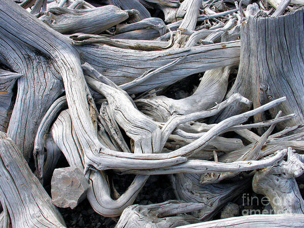 Driftwood Poster featuring the photograph Driftwood by Gerry Bates