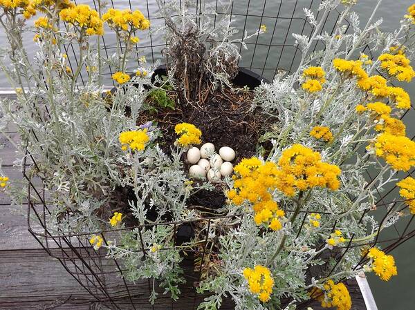 Flora Poster featuring the photograph Duck eggs by Bill TALICH