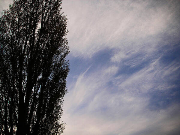 Poplar Tree Clouds Sky Poster featuring the photograph Duet by Laurie Stewart