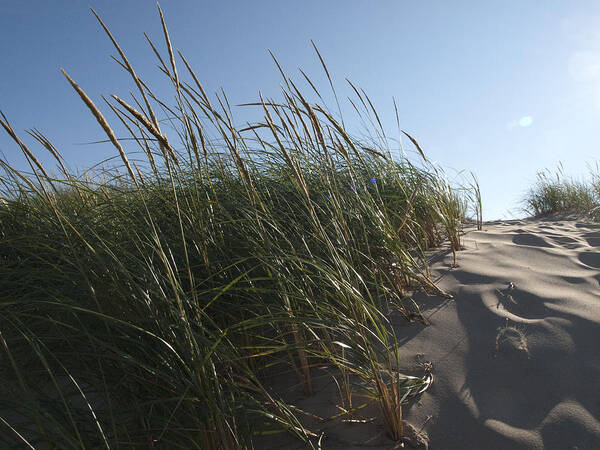 Dune Michigan Michigan Grasses Sun Silver Lake Sand Dunes Poster featuring the photograph Dune Grass by Tara Lynn