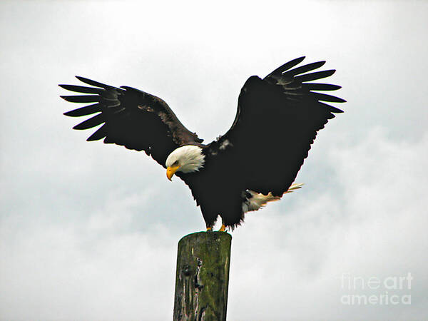 Haliaeetus Leucocephalus Poster featuring the photograph Eagle Landing by Robert Bales