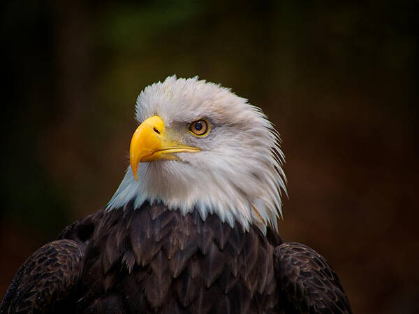 Bald Eagle Poster featuring the photograph Eagle by Mark Steven Houser