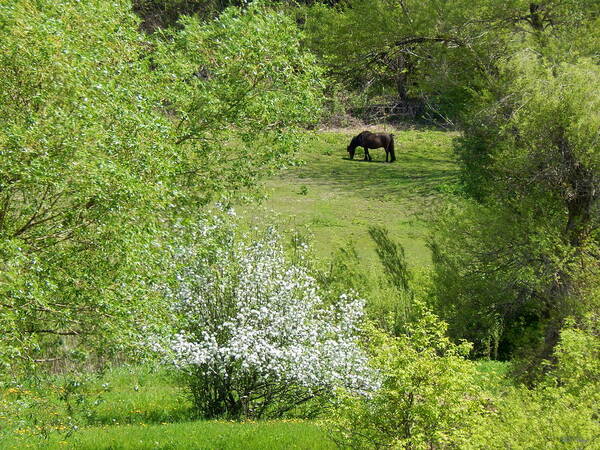 Spring Poster featuring the photograph Early Grazing by Wild Thing