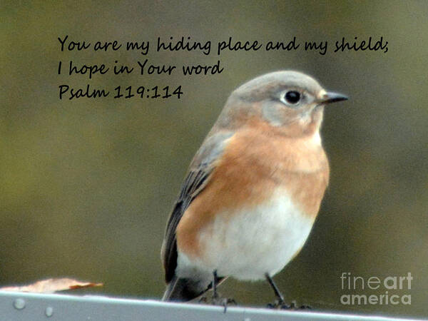 Scenic Poster featuring the photograph Eastern Blue Bird with Psalms 119 114 by Barb Dalton